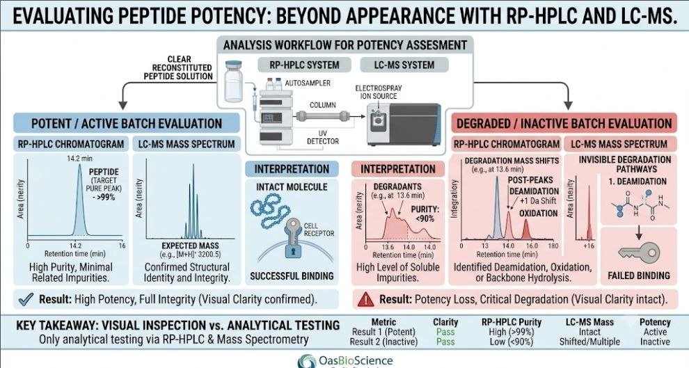 Can Peptides Lose Potency Without Changing Appearance? 9 Critical Reasons to Know Peptide potency: How peptide potency is evaluated using HPLC and LC-MS testing