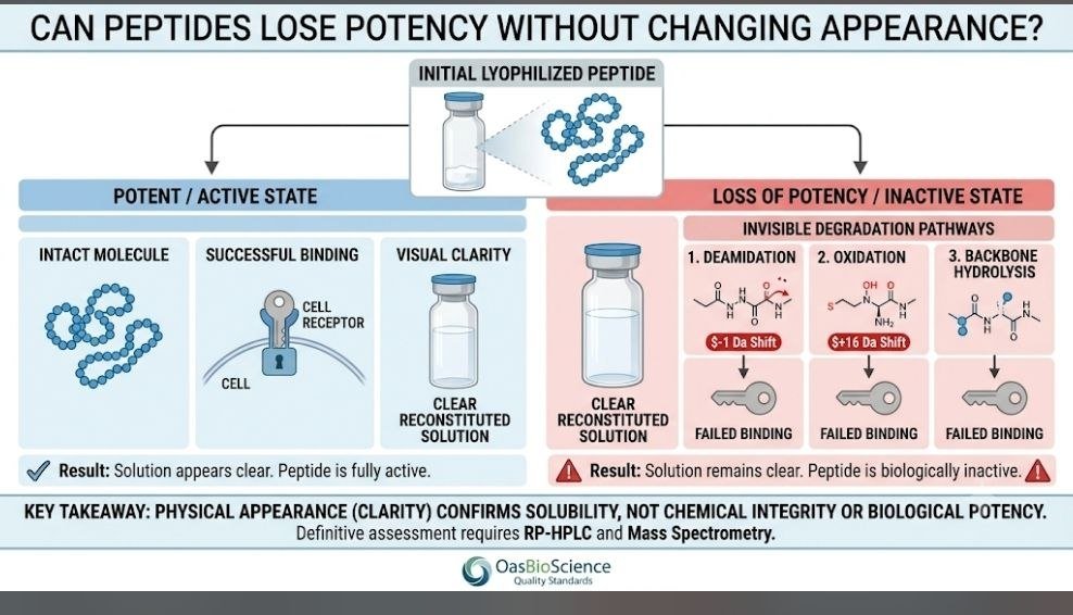Can Peptides Lose Potency Without Changing Appearance? 9 Critical Reasons to Know Peptide potency: Can peptides lose potency without changing appearance?